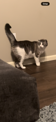 Lost Male Cat last seen Lonoke lane, Jonesboro, AR 72404
