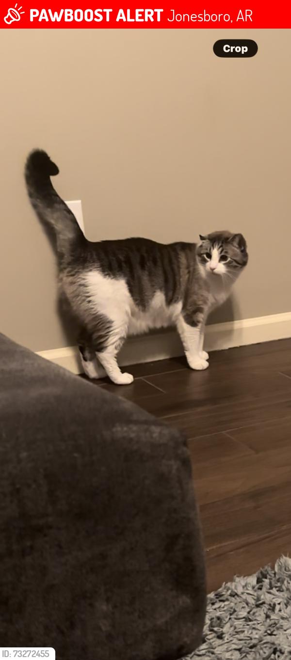 Lost Male Cat last seen Lonoke lane, Jonesboro, AR 72404