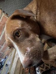 Found/Stray Female Dog last seen Near w Bilby rd, Tucson, AZ 85746