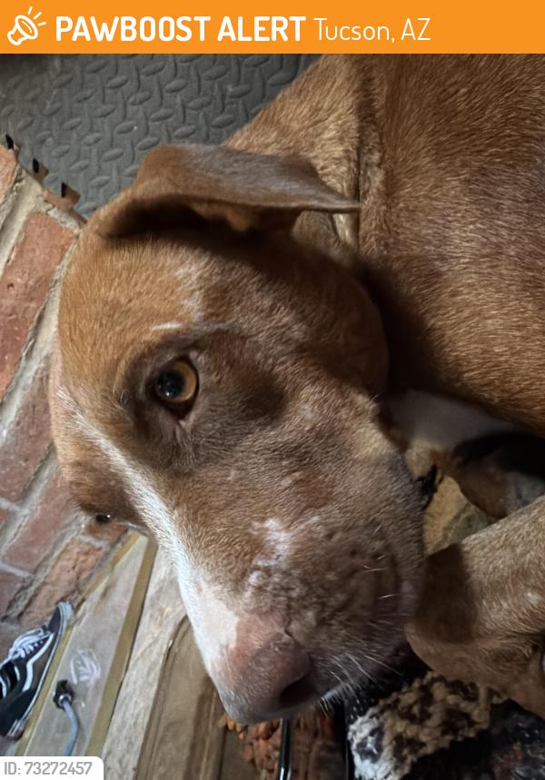 Found/Stray Female Dog last seen Near w Bilby rd, Tucson, AZ 85746