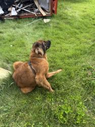 Found/Stray Male Dog last seen Arbor place and Carlock lane, Knoxville, TN 37917