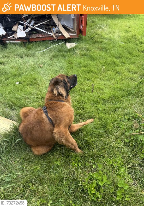 Found/Stray Male Dog last seen Arbor place and Carlock lane, Knoxville, TN 37917