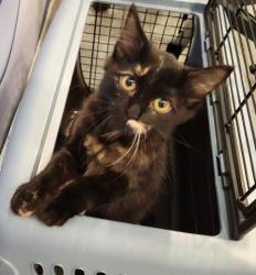 Shelter Stray Female Cat last seen Near BLOCK W CENTER AVE, DENVER CO 80219, 2080 S Quebec St, Denver, CO 80231, USA
