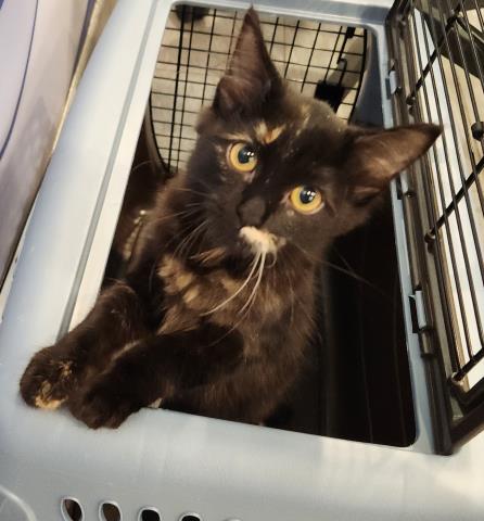 Shelter Stray Female Cat last seen Near BLOCK W CENTER AVE, DENVER CO 80219, 2080 S Quebec St, Denver, CO 80231, USA
