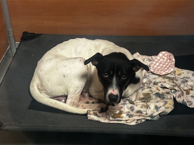 Shelter Stray Male Dog last seen Near BLOCK SW 196TH AVE, 3599 NW 79th Ave, Doral, FL 33122, USA