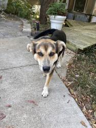 Found/Stray Male Dog last seen Hidden valley dr, Denison, TX 75020
