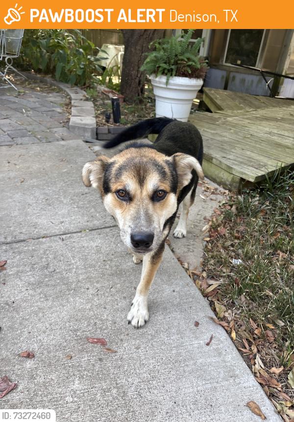 Found/Stray Male Dog last seen Hidden valley dr, Denison, TX 75020