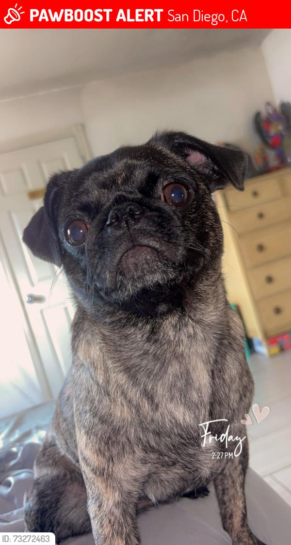 Lost Female Dog last seen roanoke st, San Diego, CA 92139