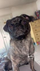 Lost Female Dog last seen roanoke st, San Diego, CA 92139
