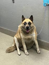Shelter Stray Female Dog last seen Near BLOCK E ALEXANDER RD, LAS VEGAS NV 89115, 655 N Mojave Rd, Las Vegas, NV 89101, USA