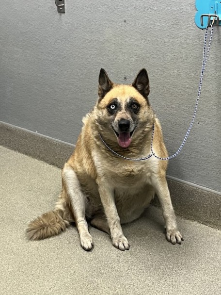 Shelter Stray Female Dog last seen Near BLOCK E ALEXANDER RD, LAS VEGAS NV 89115, 655 N Mojave Rd, Las Vegas, NV 89101, USA