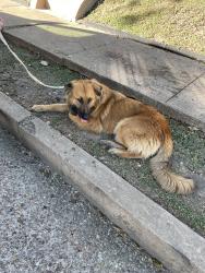 Found/Stray Female Dog last seen 26th and Franklin, it was crossing Franklin going towards Waco drive l, Waco, TX 76703