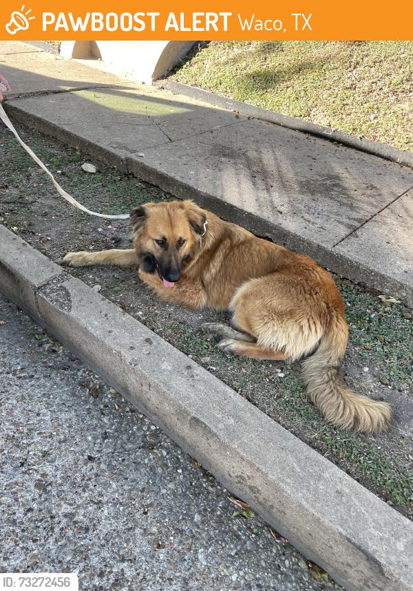 Found/Stray Female Dog last seen 26th and Franklin, it was crossing Franklin going towards Waco drive l, Waco, TX 76703