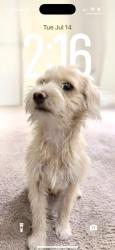 Lost Male Dog last seen Near s archibald ave ontario ca, Ontario, CA 91761
