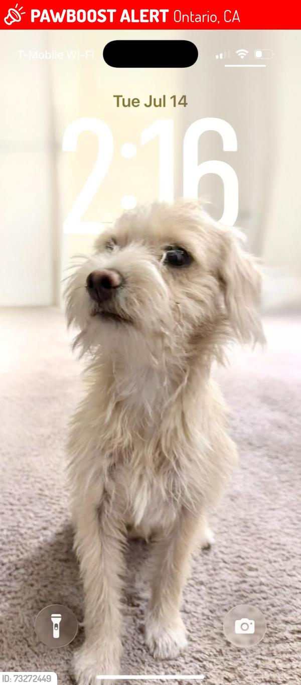 Lost Male Dog last seen Near s archibald ave ontario ca, Ontario, CA 91761