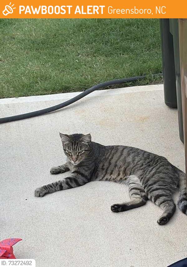 Found/Stray Female Cat last seen In the Westbrook Falls community, near the Olympic restaurant on Market St., Greensboro, NC 27235