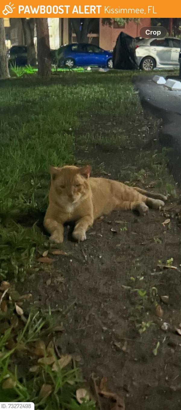 Found/Stray Unknown Cat last seen Camilla apmts, Kissimmee, FL 34741