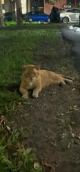 Found/Stray Unknown Cat last seen Camilla apmts, Kissimmee, FL 34741