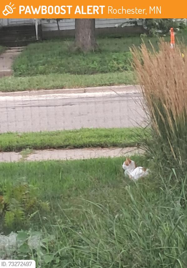Found/Stray Unknown Cat last seen At my parents on the porch, Rochester, MN 55901