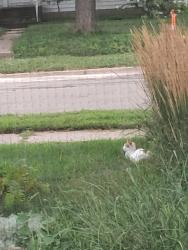Found/Stray Unknown Cat last seen At my parents on the porch, Rochester, MN 55901