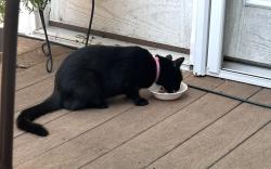 Found/Stray Female Cat last seen Kyles station meadows neighborhood, Liberty Township, OH 45044