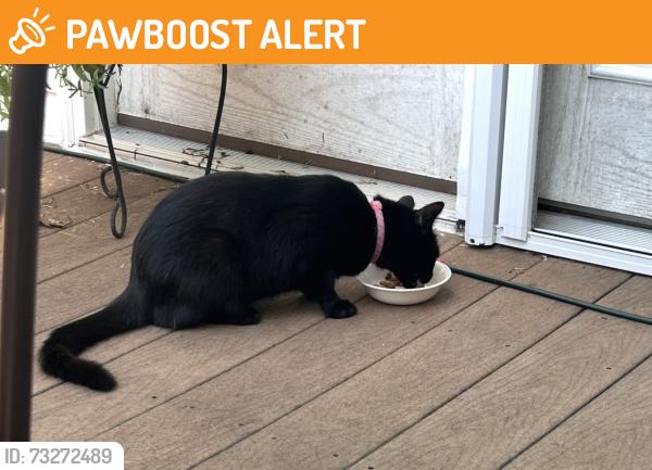 Found/Stray Female Cat last seen Kyles station meadows neighborhood, Liberty Township, OH 45044