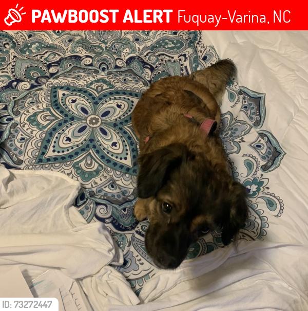 Lost Female Dog last seen Main st Fuquay, Fuquay-Varina, NC 27526