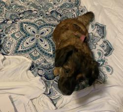 Lost Female Dog last seen Main st Fuquay, Fuquay-Varina, NC 27526
