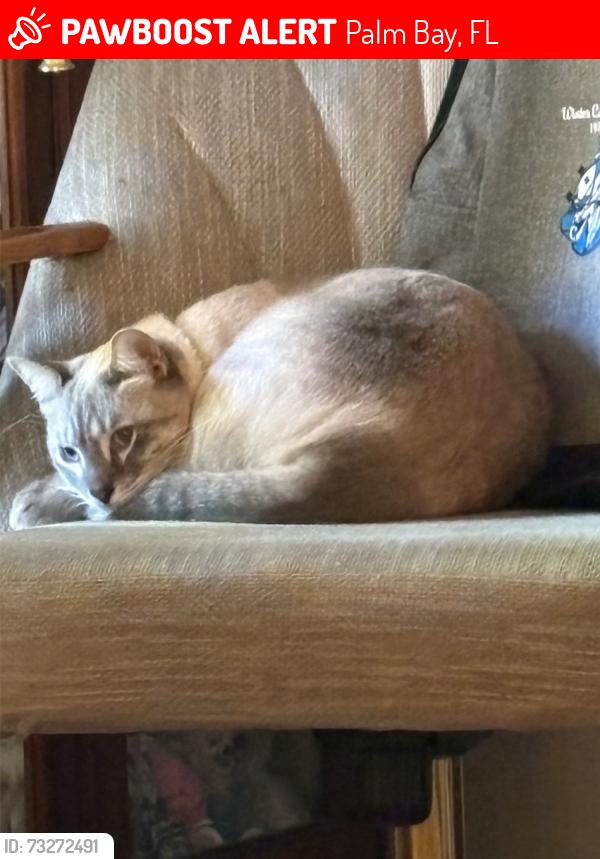Lost Male Cat last seen Near Naylor st nE, pebble , dickerson, Palm Bay, FL 32907