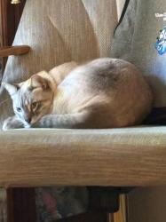 Lost Male Cat last seen Near Naylor st nE, pebble , dickerson, Palm Bay, FL 32907