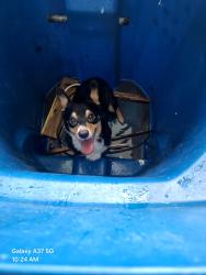 Found/Stray Male Dog last seen Merrill road, Jacksonville, FL 32211