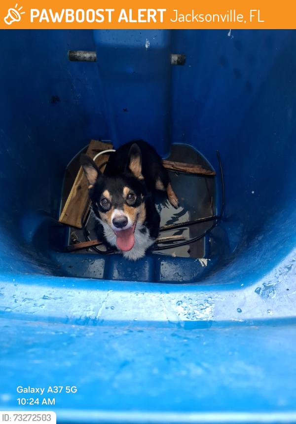 Found/Stray Male Dog last seen Merrill road, Jacksonville, FL 32211