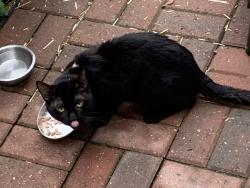 Found/Stray Unknown Cat last seen Wrightwood and Merrimac - Riis Park, Chicago, IL 60634