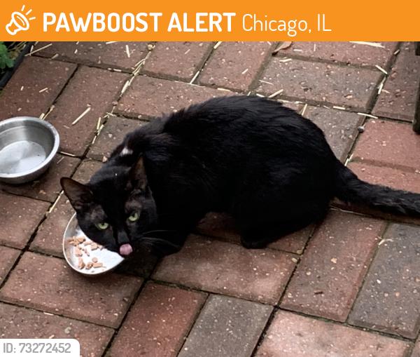 Found/Stray Unknown Cat last seen Wrightwood and Merrimac - Riis Park, Chicago, IL 60634