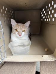 Found/Stray Unknown Cat last seen 54th street Bayonne, Bayonne, NJ 07002