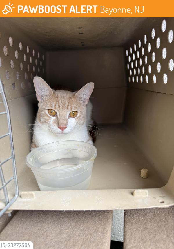 Found/Stray Unknown Cat last seen 54th street Bayonne, Bayonne, NJ 07002
