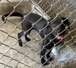 Found/Stray Unknown Dog last seen Garvey Avenue, Rosemead, CA 91770