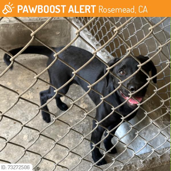 Found/Stray Unknown Dog last seen Garvey Avenue, Rosemead, CA 91770