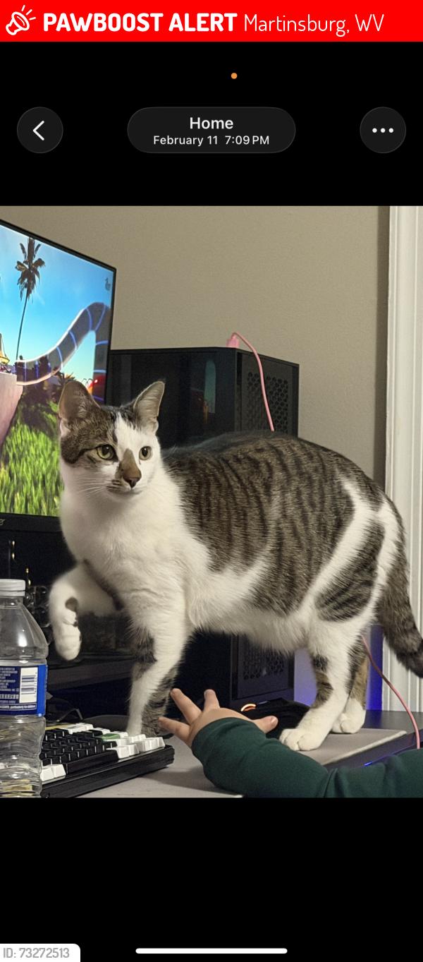 Lost Male Cat last seen s raleigh st across from assessors office, Martinsburg, WV 25401