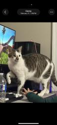Lost Male Cat last seen s raleigh st across from assessors office, Martinsburg, WV 25401