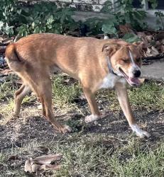 Reunited Male Dog last seen Everglade & Ashbrook (Buckner Terrace, East Dallas), Dallas, TX 75227