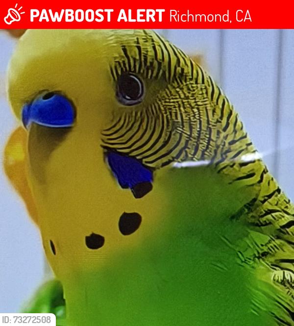Lost Male Bird last seen Barrett ave, Richmond, CA 94805