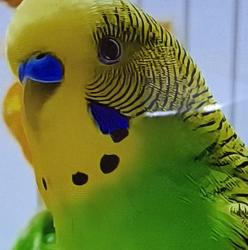 Lost Male Bird last seen Barrett ave, Richmond, CA 94805