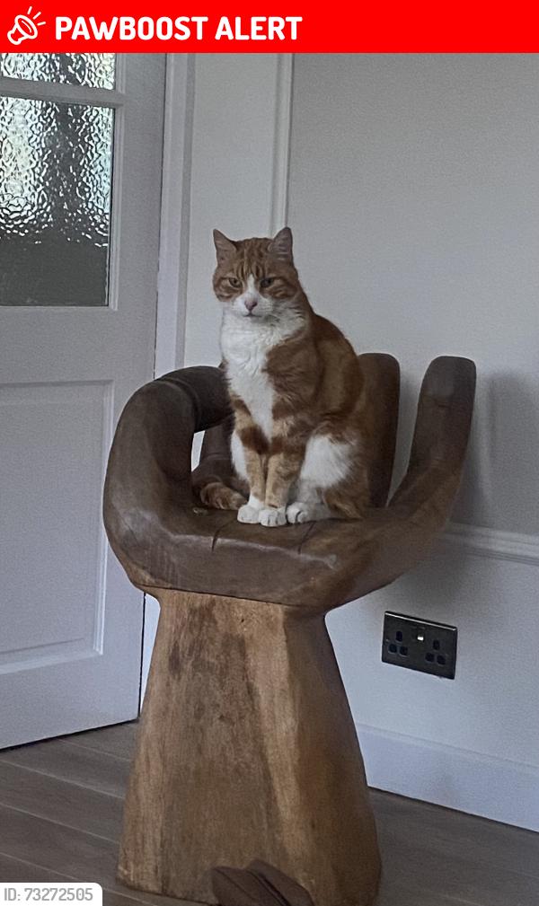 Lost Male Cat last seen Mount nod, West Midlands, England CV5 7JX
