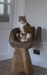 Lost Male Cat last seen Mount nod, West Midlands, England CV5 7JX