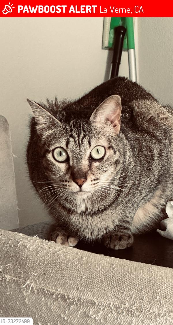 Lost Female Cat last seen Arrow Hwy and White, La Verne, CA 91750