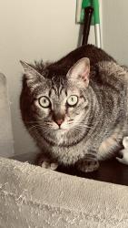 Lost Female Cat last seen Arrow Hwy and White, La Verne, CA 91750