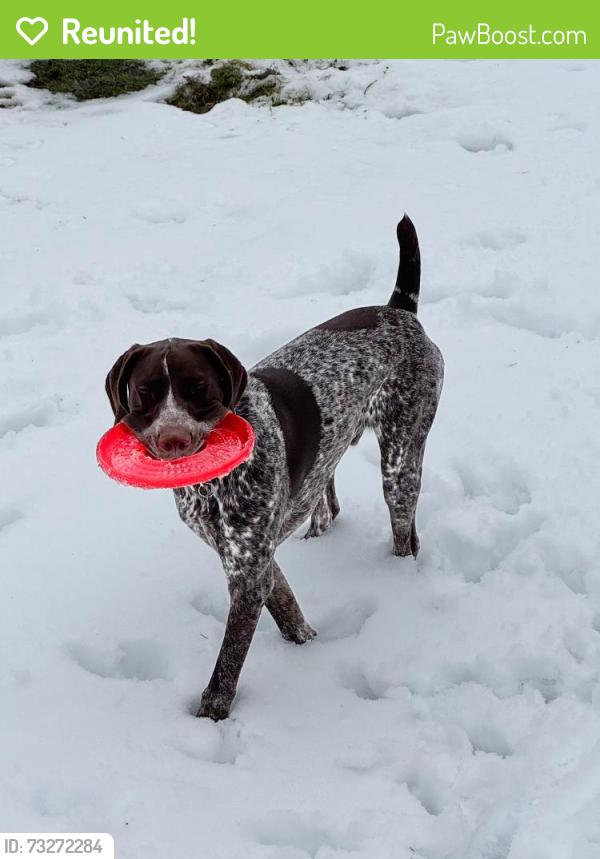 Reunited Male Dog last seen Spruce, Luie, Meadow, Basin, Clearshade, Windber, PA 15963