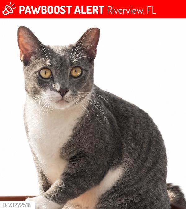 Lost Female Cat last seen Crest Side blvd & US 301, Riverview, FL 33569