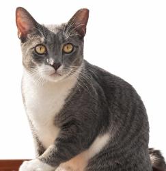 Lost Female Cat last seen Crest Side blvd & US 301, Riverview, FL 33569